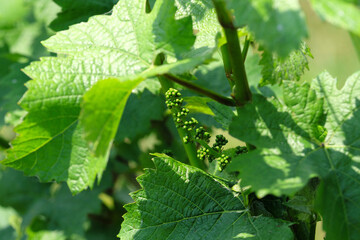Junge Weintrauben vom Grauer Burgunder an Rebstock mit Weinbl&auml;ttern im Juni - Stockfoto