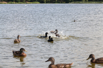 wild nature with waterfowl ducks