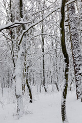 a large number of bare deciduous trees in the winter season