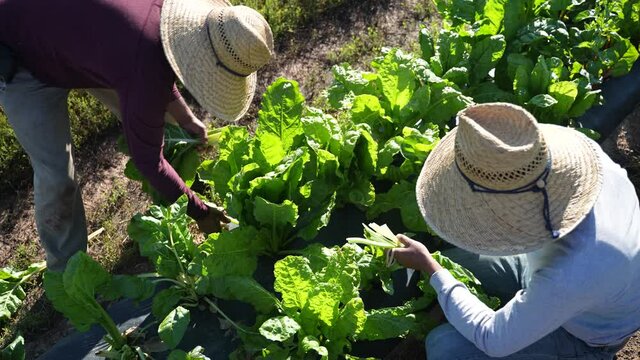 Overhead shot of two men on farm harvesting colorful swiss chard in the morning wearing straw hats.