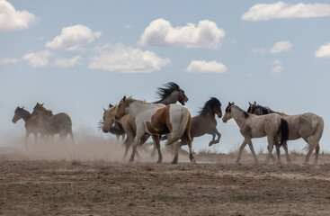 Fototapeta premium Herd of Wild Horses in the Utah Desert