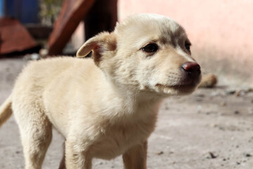 Bakharwal Dog puppy, street Indi dog, white portrait