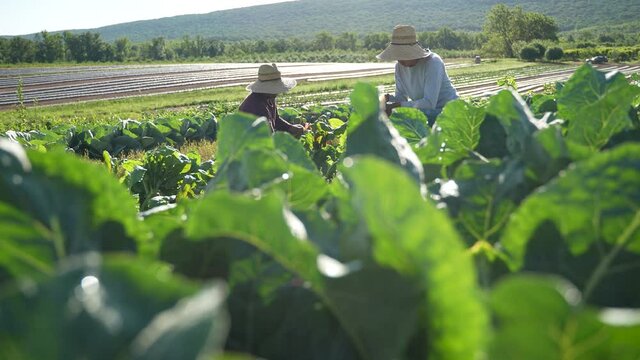 Two men on farm harvesting colorful swiss chard in the morning wearing straw hats.