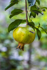 Organic pomegranate fruit close up on the tree in the garden