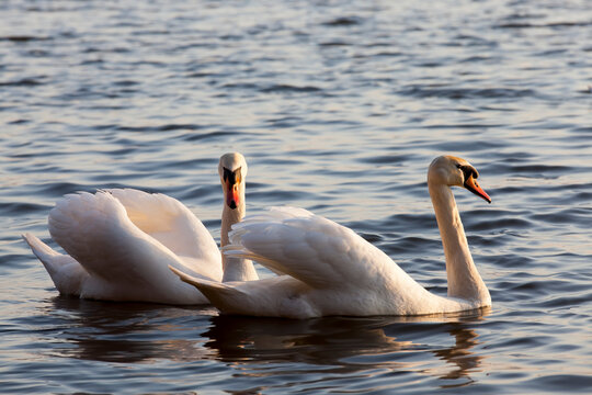 beautiful waterfowl two bird Swan on the lake in spring