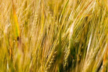 close - up of the agricultural crop rye