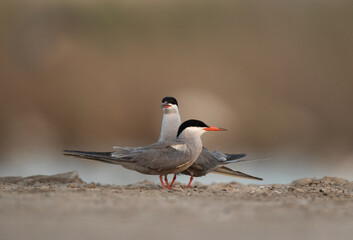 White-cheeked Tern pair at Asker marsh, Bahrain