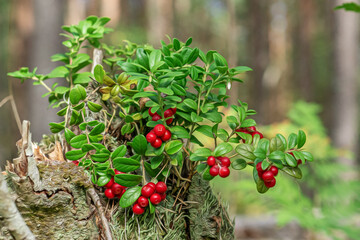 lingonberry