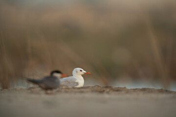 Selective focus on Sender-billed gull at Asker marsh, Bahrain