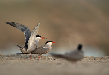 White-cheeked Tern mating at Asker marsh, Bahrain