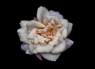 Biała róża na ciemnym tle