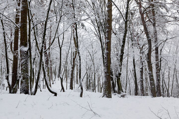 fully covered with snow deciduous trees in winter