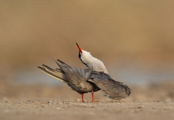A White-cheeked Tern preening at Asker marsh, Bahrain