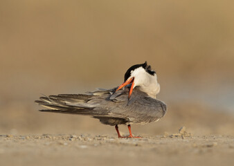 White-cheeked Tern preening at Asker marsh, Bahrain