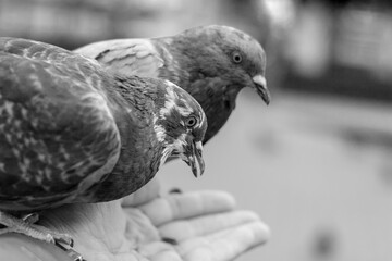 pigeon on hand