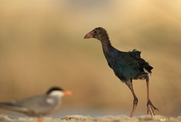 Grey-headed Swamphen chicka at Asker Marsh, Bahrain