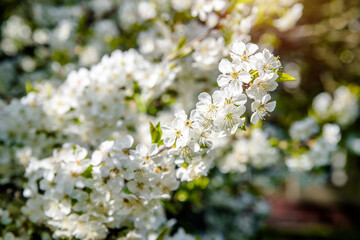 Cherry blossom branch in the garden in spring
