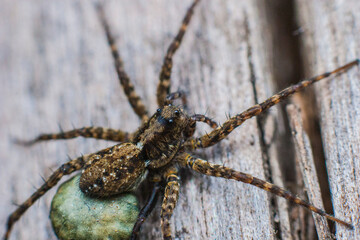 spider on the wall