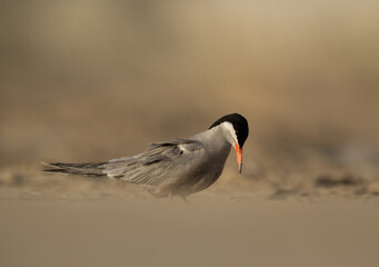 Closeup of a White-cheeked Tern at Asker marsh, Bahrain