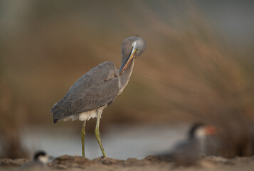Western reef egret preening at Asker marsh, Bahrain