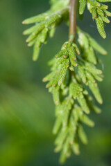 Fresh bright green cone branch with blur natural background vertical macro