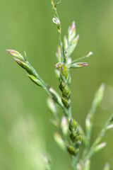 Blooming romantic flower with bright pink buds and green cones on blur natural background vertical macro