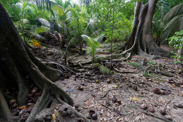 Park Narodowy Tayrona na karaibskikm wybrzeżu Kolumnii
