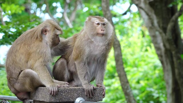 Two monkeys on the tree are decorating their fur for food with cuteness.Video Close-up, 4k Resolution.Gir Forest National Park, India