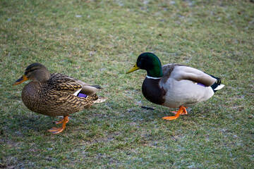 Zwei Enten auf der Wiese