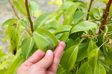 Pear leaves are affected by gall mite. Concept of diseases and pests on tree.