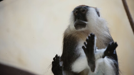 low angle view of furry monkey sitting near glass in zoo.