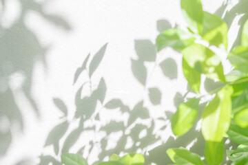 Leaf shadow and light on wall blur background. Nature tropical leaves tree branch and plant shade...