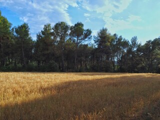 Fototapeta premium OLYMPUS DIGITAL CAMERA