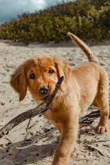 Vertical shot of a golden puppy on the beach with a big stick in its mouth.