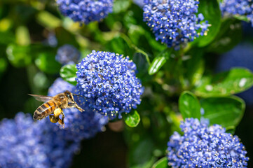 Bumblebee in flight with proboscis collecting pollen from a Californian Lilac bush, ceanothus thyrsiflorus