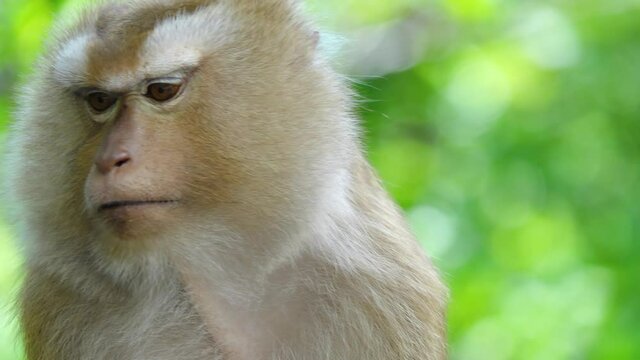 A cute baby monkey with a happy face scratching itchy on the tree.Video Close-up, 4k Resolution.