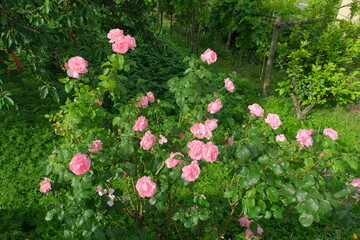 Un cespuglio di rose di colore rosa in un parco.