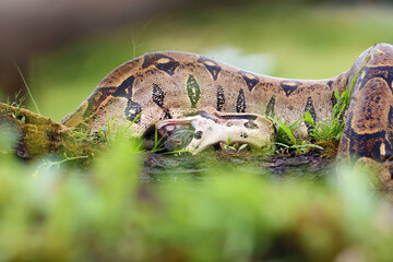 The boa constrictor (Boa constrictor), also called the red-tailed or the common boa, with prey caught on an old branch. Big boa with a caught rat by the water.