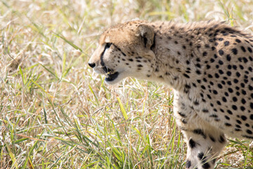 Kruger National Park: cheetah