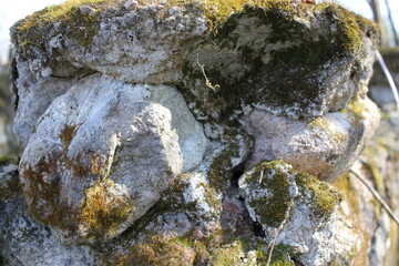 lichen on stone