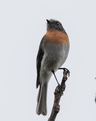 rufous breasted chat tyrant