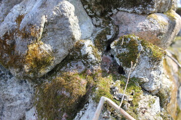 moss on stone