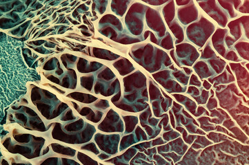 Growth of fungi that decompose plastic for recycling in a petri dish