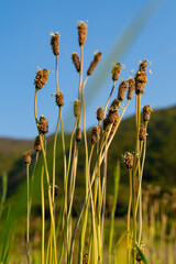 Spikes of field flowers growing on background of blue sky and mountains, amazing vintage field meadow with wild plants and flowers. Retro natural backgrounds concept