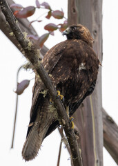 immature variable hawk