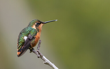 adult female white bellied woodstar