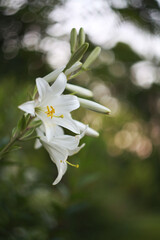 lily of the valley flower