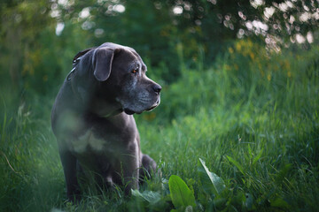 dog in the grass