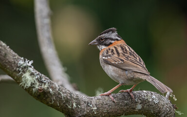 rufous collared sparrow