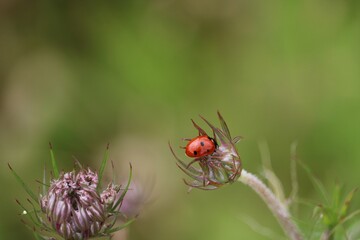 Coccinelle